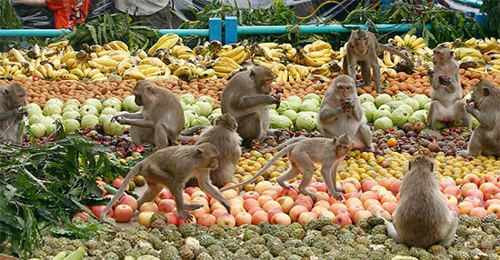 Банкет обезьян в Таиланде