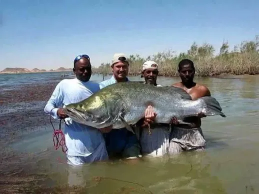 Поймать рыбу на озере Насер