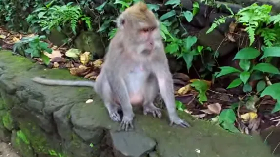 Что посмотреть на Бали - Лес обезьян в Убуде
