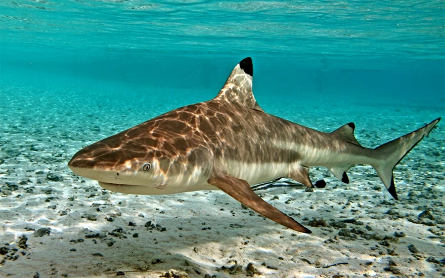 Акулы в Египте - Черноперая 