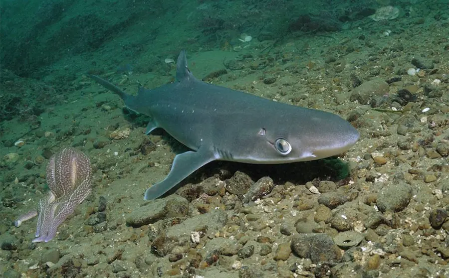 Акулы в Черном море - Катран или морская собака