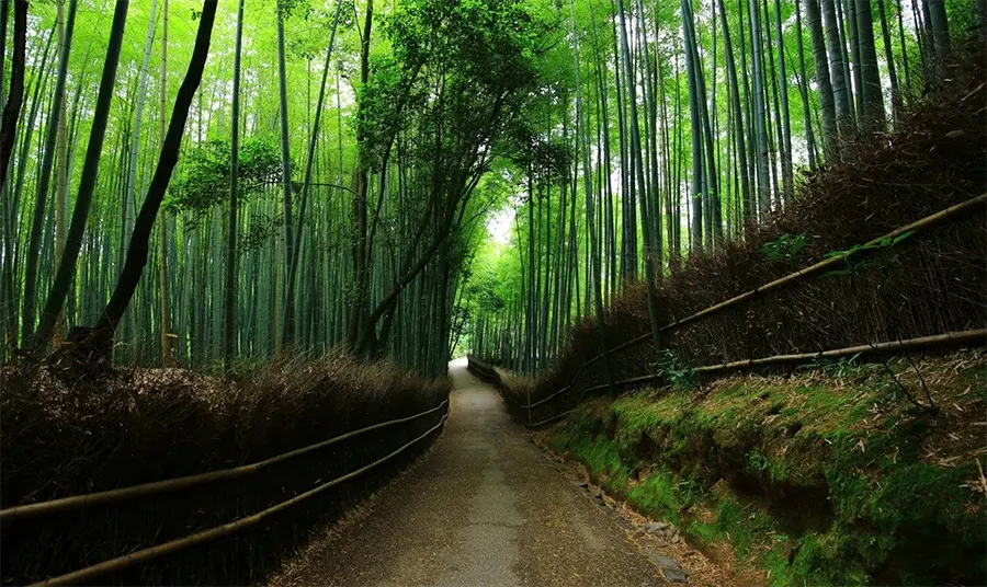 Сагано – бамбуковая роща