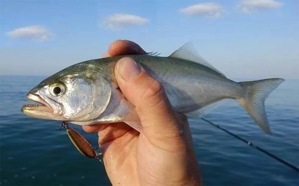 Хищные рыбы в Черном море - Луфарь