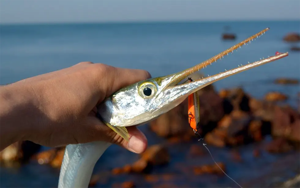 Хищные рыбы в Черном море - Сарган