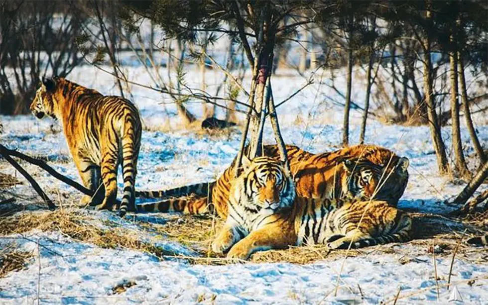 Что посмотреть в Харбине - Парк сибирских тигров