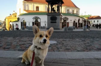 Индивидуальная автомобильно-пешеходная экскурсия по Минску