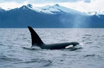 Экскурсия в Териберку + выход в Баренцево море