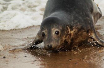 Балтийск, Янтарный, Светлогорск и Филинская бухта в мини-группе