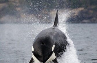 Морская прогулка и Териберка за 1 день