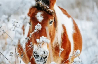 Конная прогулка по окрестностям Кисловодска к селу Элькуш