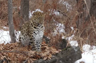 Три в одном: тур в сафари-парк и бухты Шамора и Стеклянная