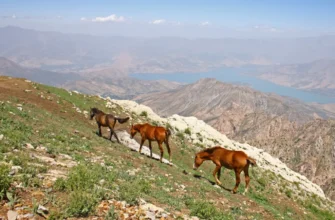 «Маршрут четырёх стихий»