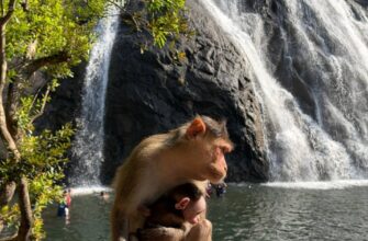 Обзорная по Гоа: водопад Дудхсагар, Старый Гоа и плантация специй