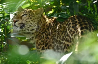 Сафари в национальный парк Яла
