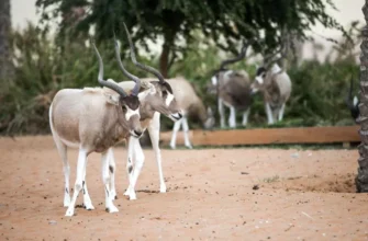 Дубай Сафари Парк