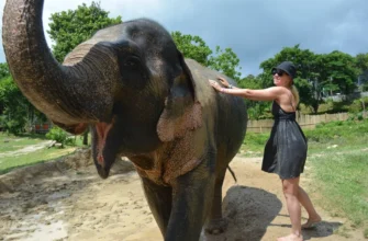 Незабываемый день со слонами — кормим и купаем