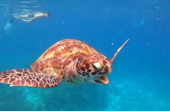 Симиланы. Лучшие пляжи мира ждут вас! Все Включено, Ранние и Дневные!
