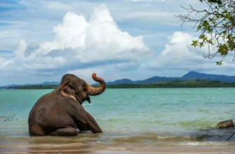 Открытие Пхукета: семейное приключение с прогулкой со слонами