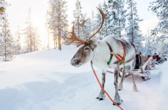 В гости к хаски и северным оленям
