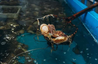 Божественные дары моря: экскурсия на мореферму бухты Воевода