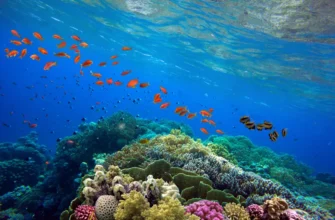 Дом дельфинов: тур на яхте и погружение с маской