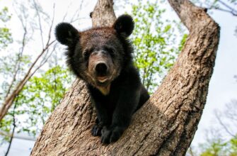 Приморский «Сафари-парк»