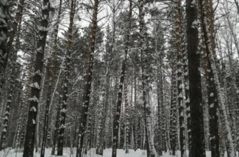 Новосибирский Академгородок: прогулка по городу-лесу