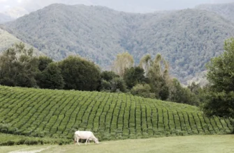 Джип-тур в Солохаул: полет на воздушном шаре и чайные плантации Сочи