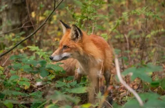 От Куршской косы до курортов: Зеленоградск, Светлогорск и Янтарный