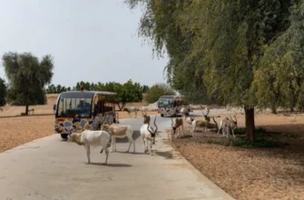 Дубай Сафари Парк — билет Journey