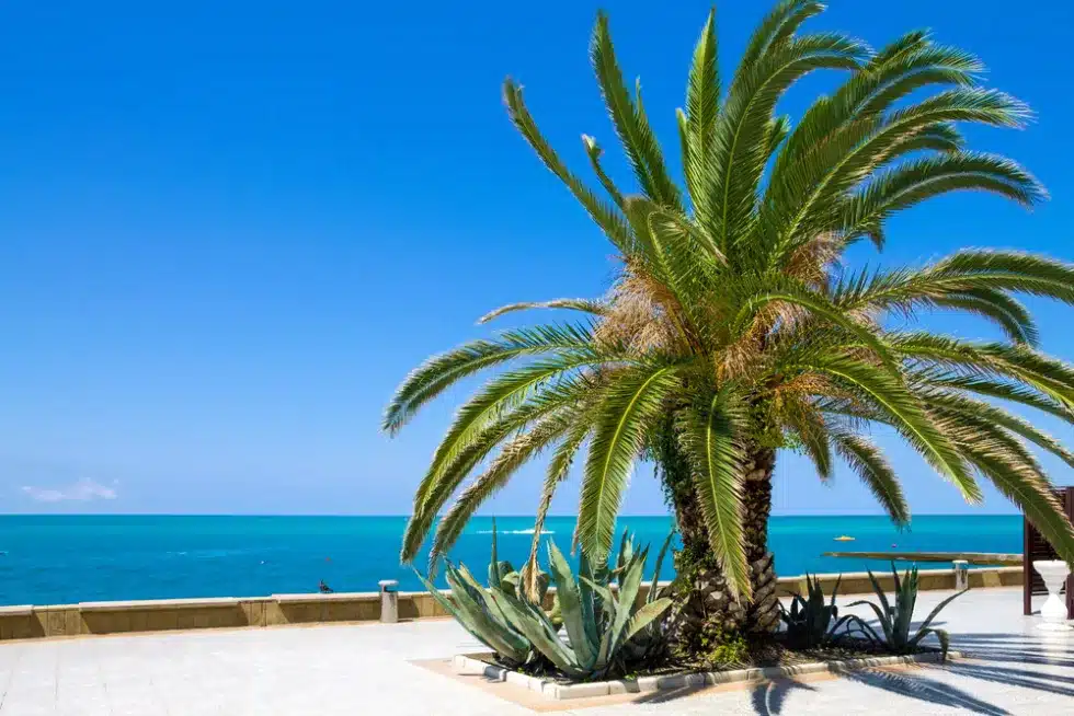 Обзорная экскурсия по Сочи (из Адлера)