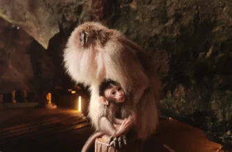 Погружение в мир животных Таиланда