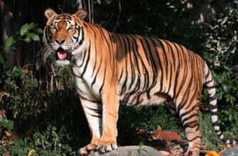 Открытый зоопарк Кхао-Кхео: проведите день с животными