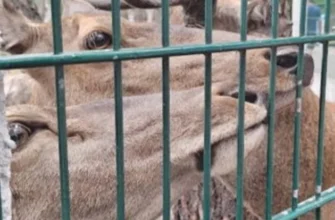 Путешествие в Беловежскую пущу- уникальный памятник природы